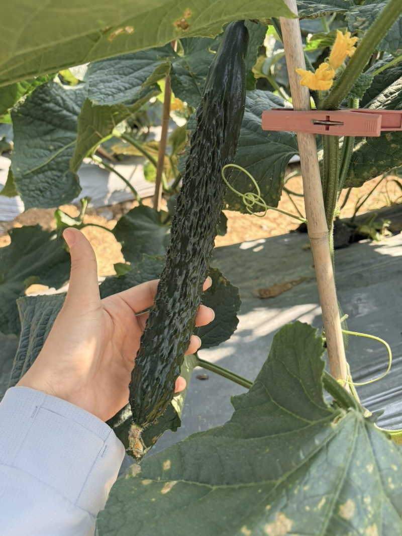 贵州黄瓜，大量上市。价格毛毛钱，电商，市场货都可供货