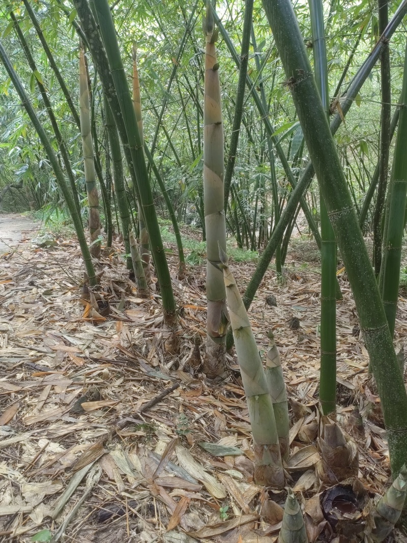 麻竹笋干，筒笋尾干，笋