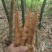 麻竹笋干，筒笋尾干，笋