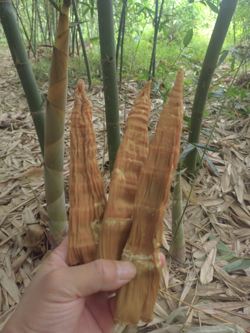 麻竹笋干，筒笋尾干，笋