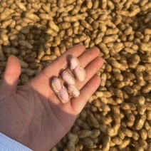 鲜花生大量供应