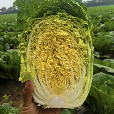 白菜