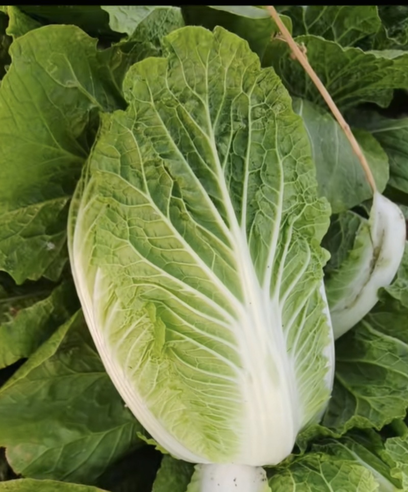张北大白菜