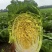 张北大白菜
