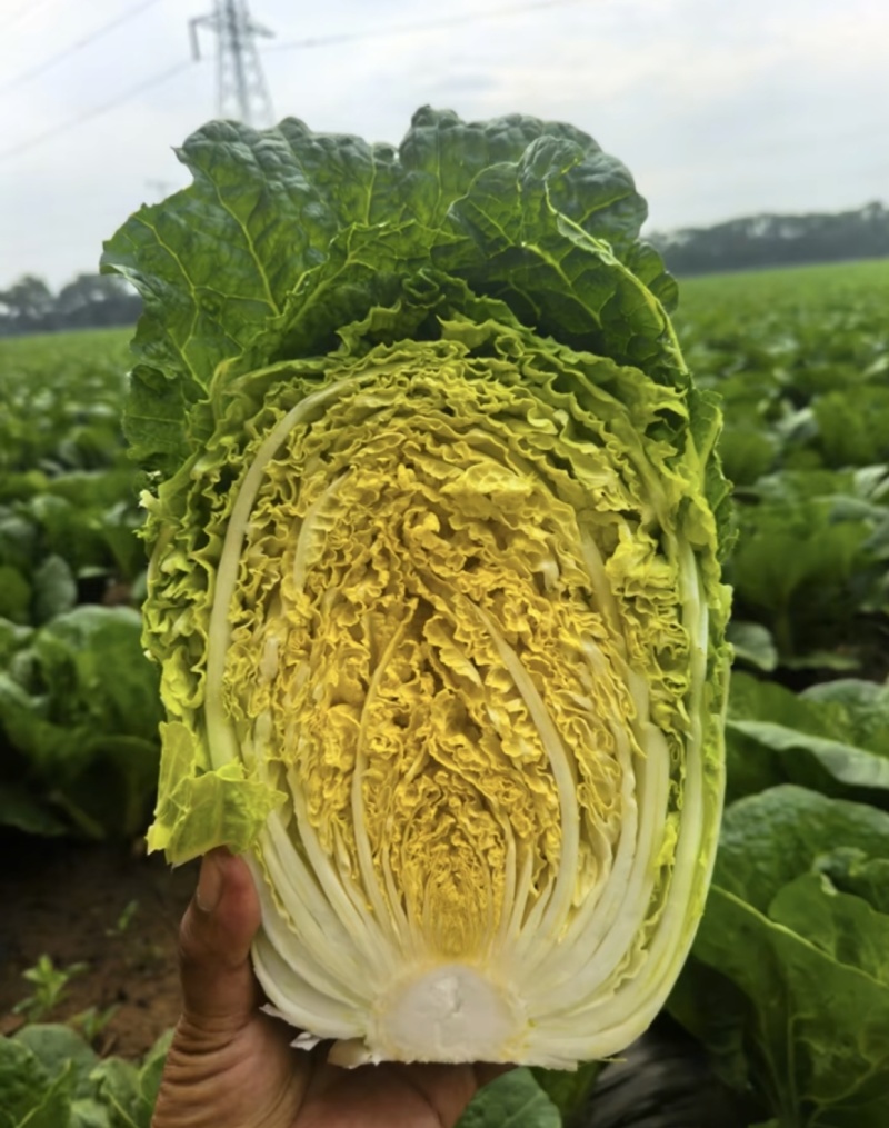 张北大白菜