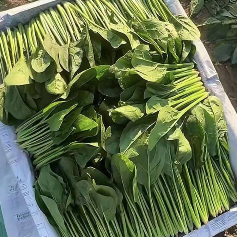 菠菜苗