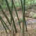 麻竹筒笋干片，笋干片