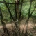 麻竹筒笋干片，笋干片