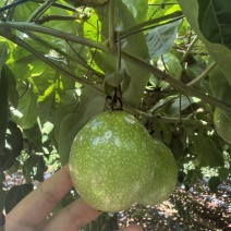 广西百色靖西百香果