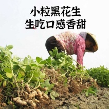 黑花生