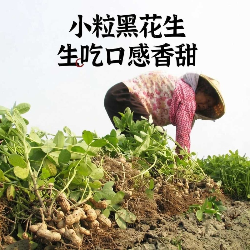 黑花生