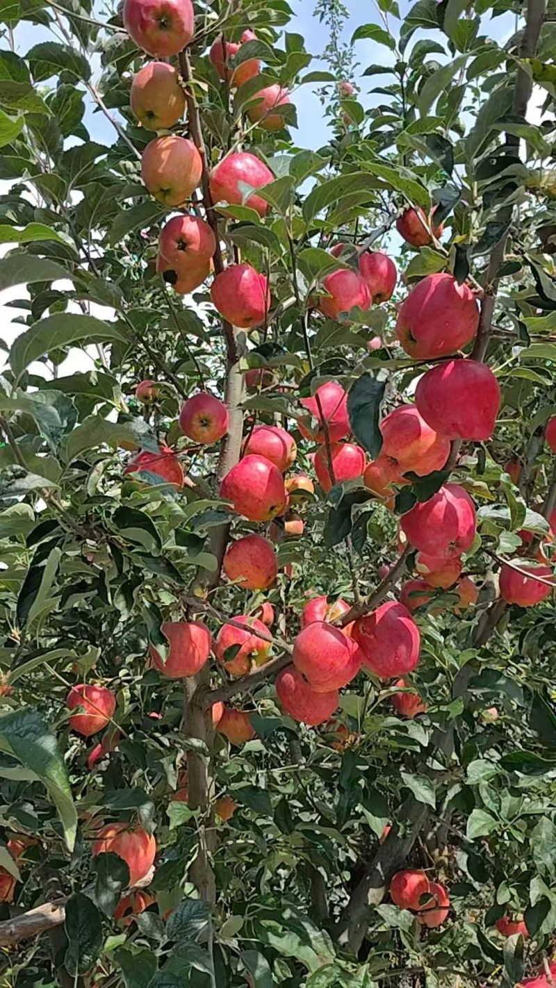 昭通红露苹果