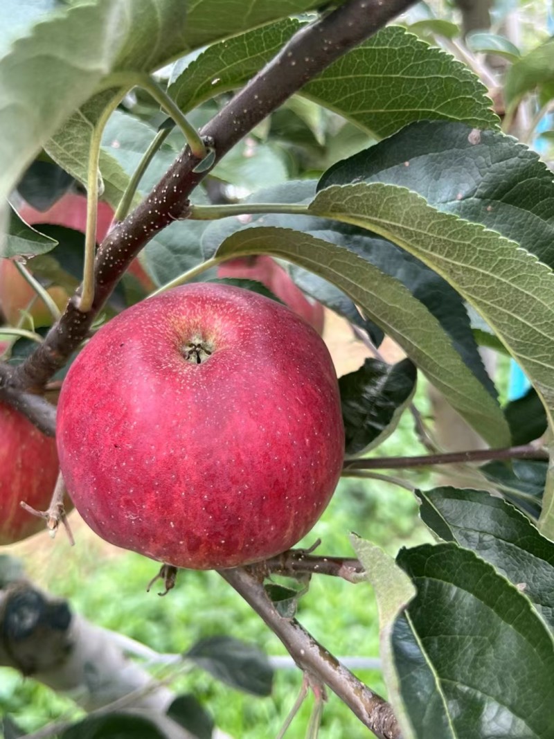 昭通红露苹果