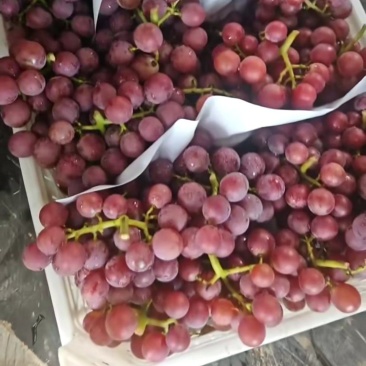 巨峰葡萄夏黑莆萄大量上市中有需要联系我