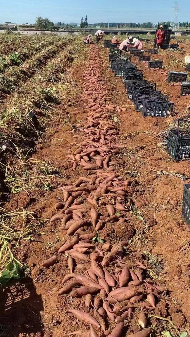 【真榴莲蜜薯,云南产地】正宗榴莲蜜薯红薯香甜软糯可蒸可烤