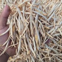 【精选二级干黄花菜】2021年新货启动黄花菜基地现发