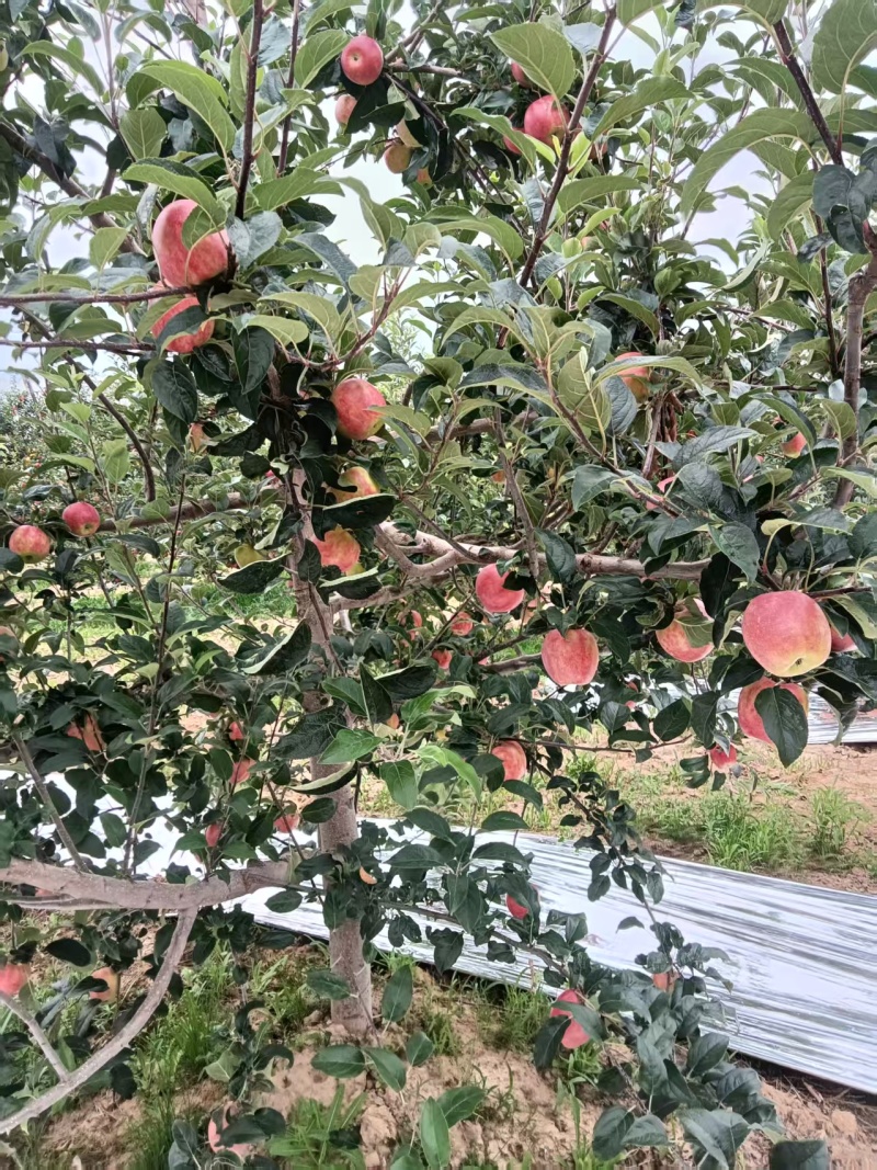 宜川鲁丽苹果
