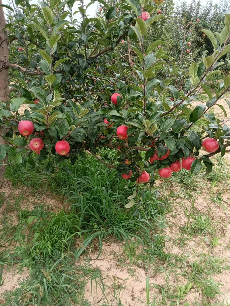 宜川鲁丽苹果