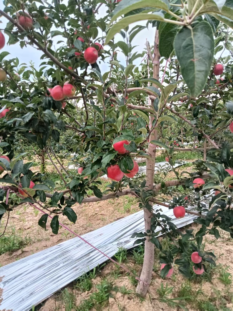 宜川鲁丽苹果