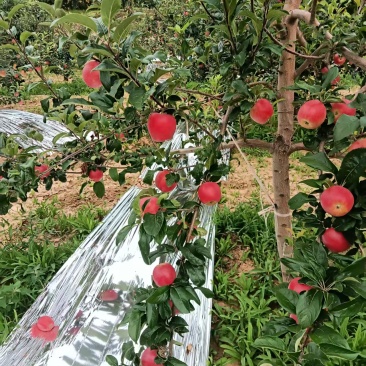 宜川鲁丽苹果