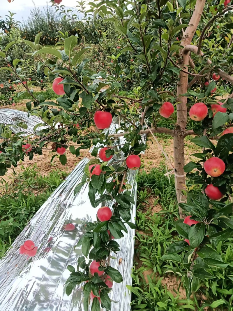 宜川鲁丽苹果