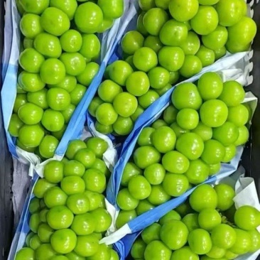 阳光玫瑰葡萄