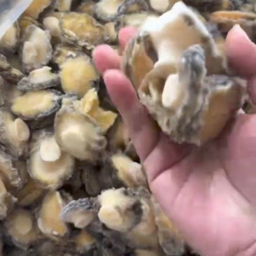 B级黑边鲍鱼肉
