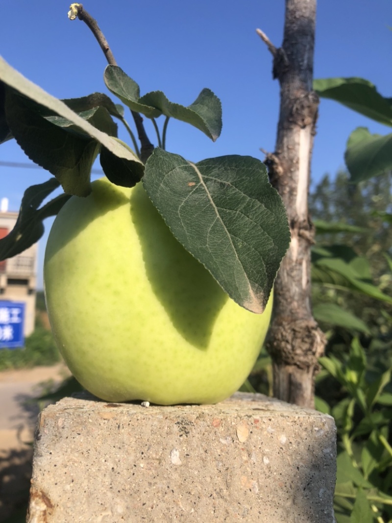 华硕苹果
