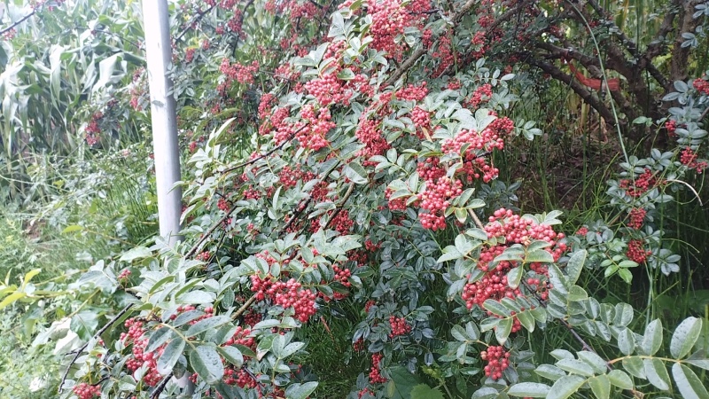 大凉山花椒