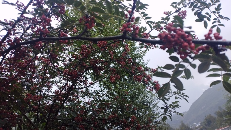 大凉山花椒