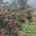 大凉山花椒