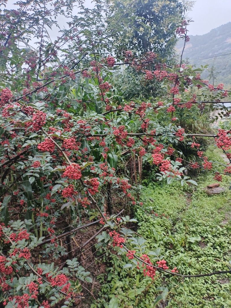 大凉山花椒