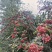 大凉山花椒