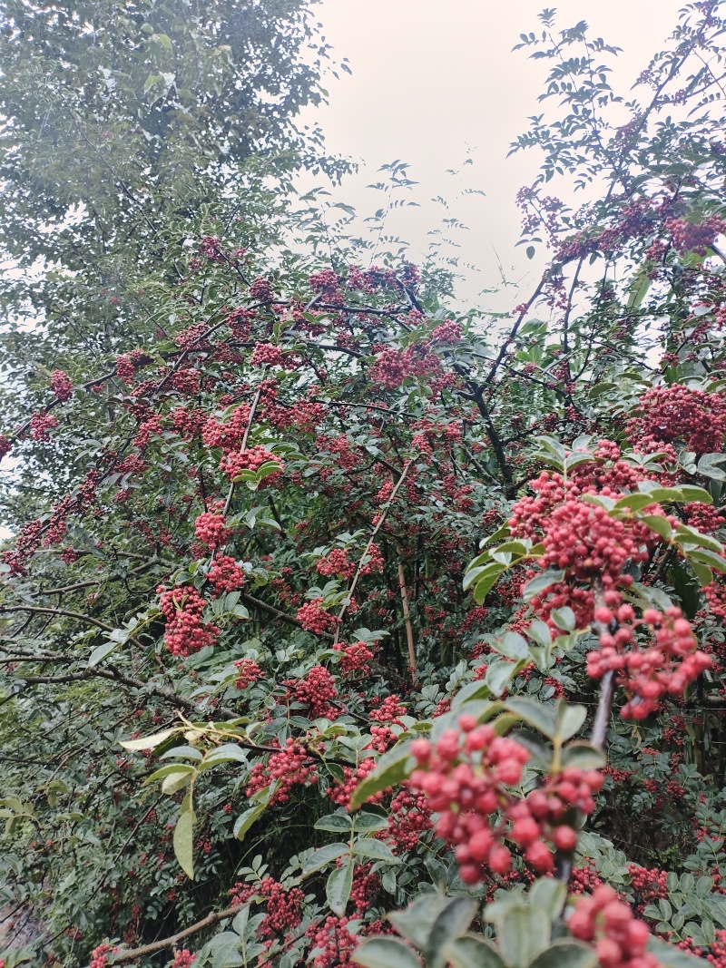 大凉山花椒