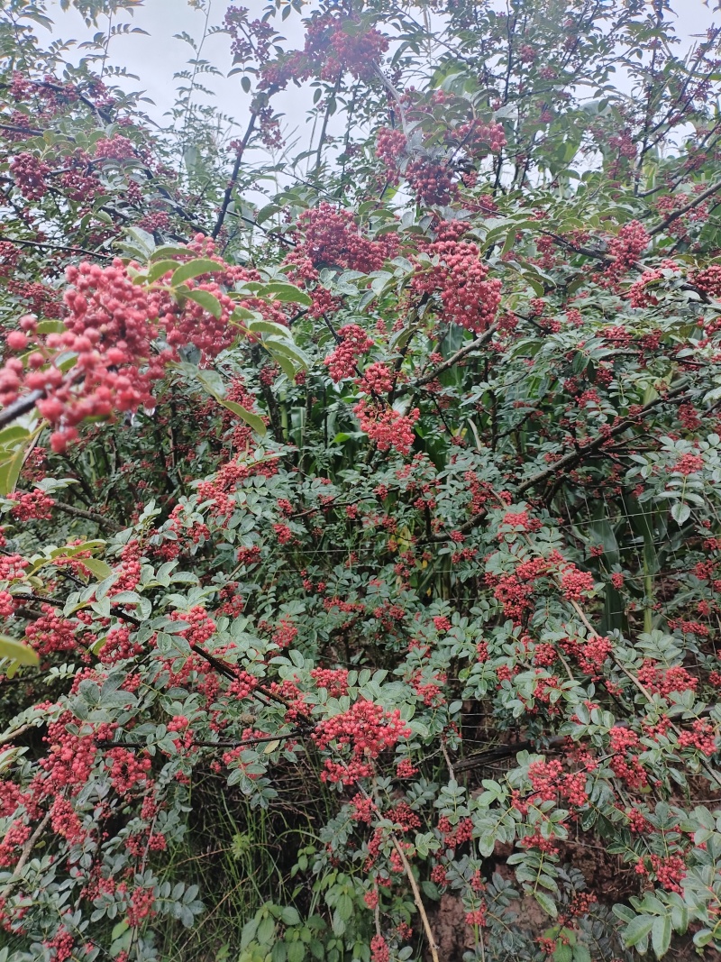 大凉山花椒