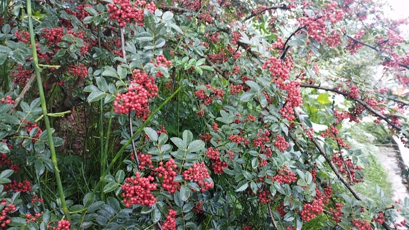 大凉山花椒
