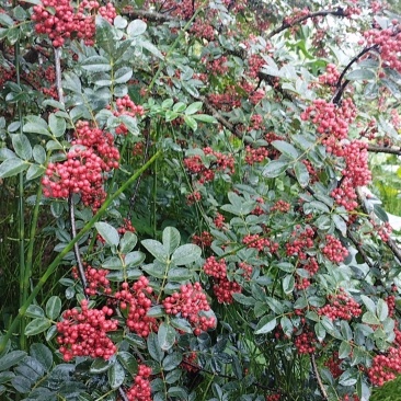 大凉山花椒