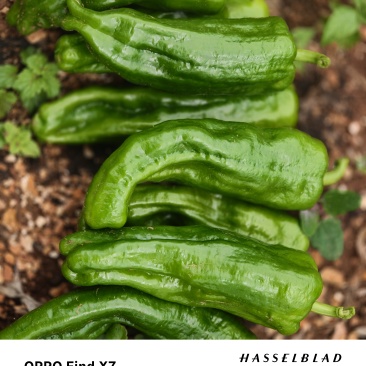 菜椒