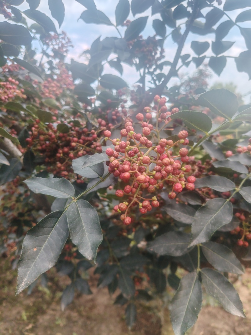 花椒