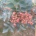 花椒