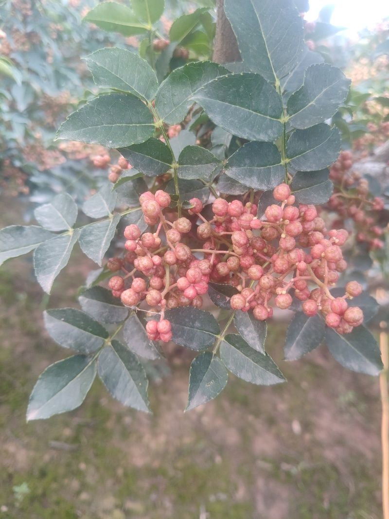 花椒