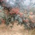 花椒
