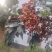 花椒