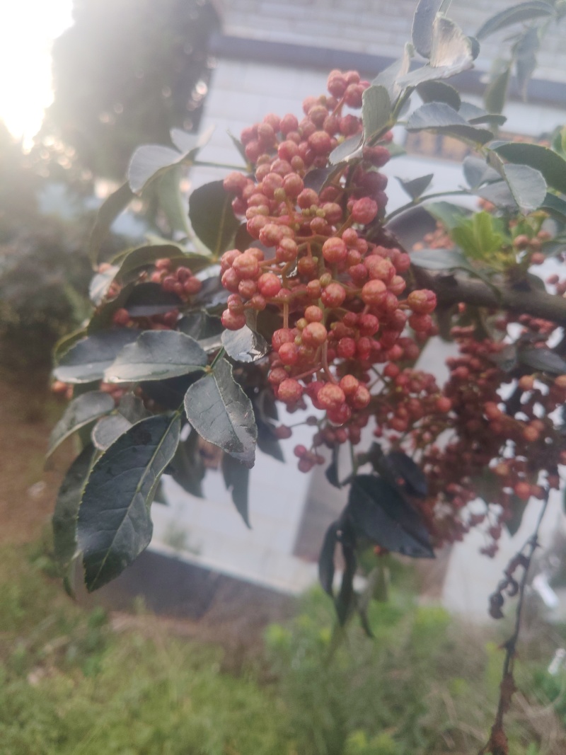 花椒