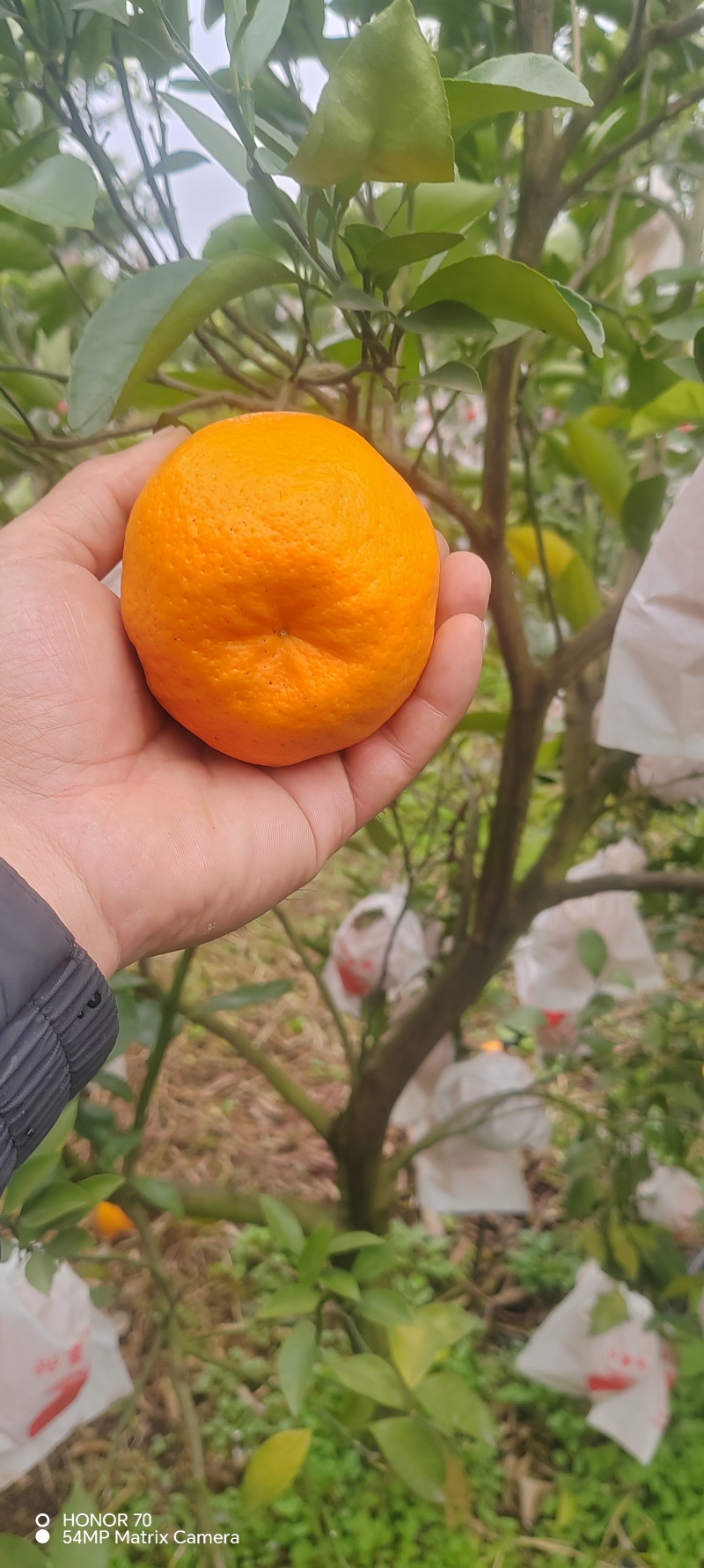 粑粑柑