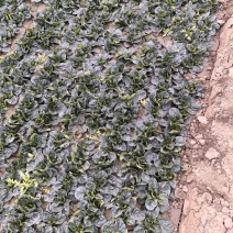 河南趴地菠菜