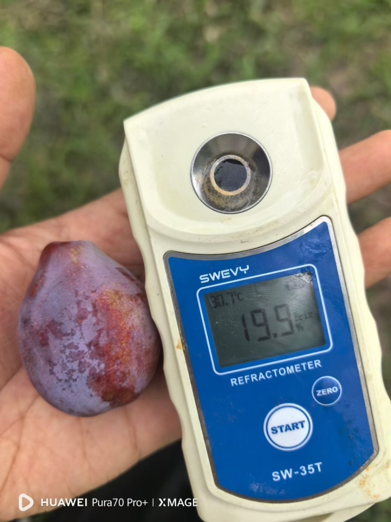 喀什地产直供-伽师法兰西西梅鲜果大宗批发