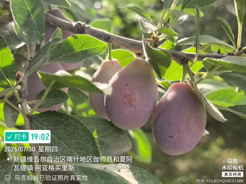 喀什地产直供-伽师法兰西西梅鲜果大宗批发