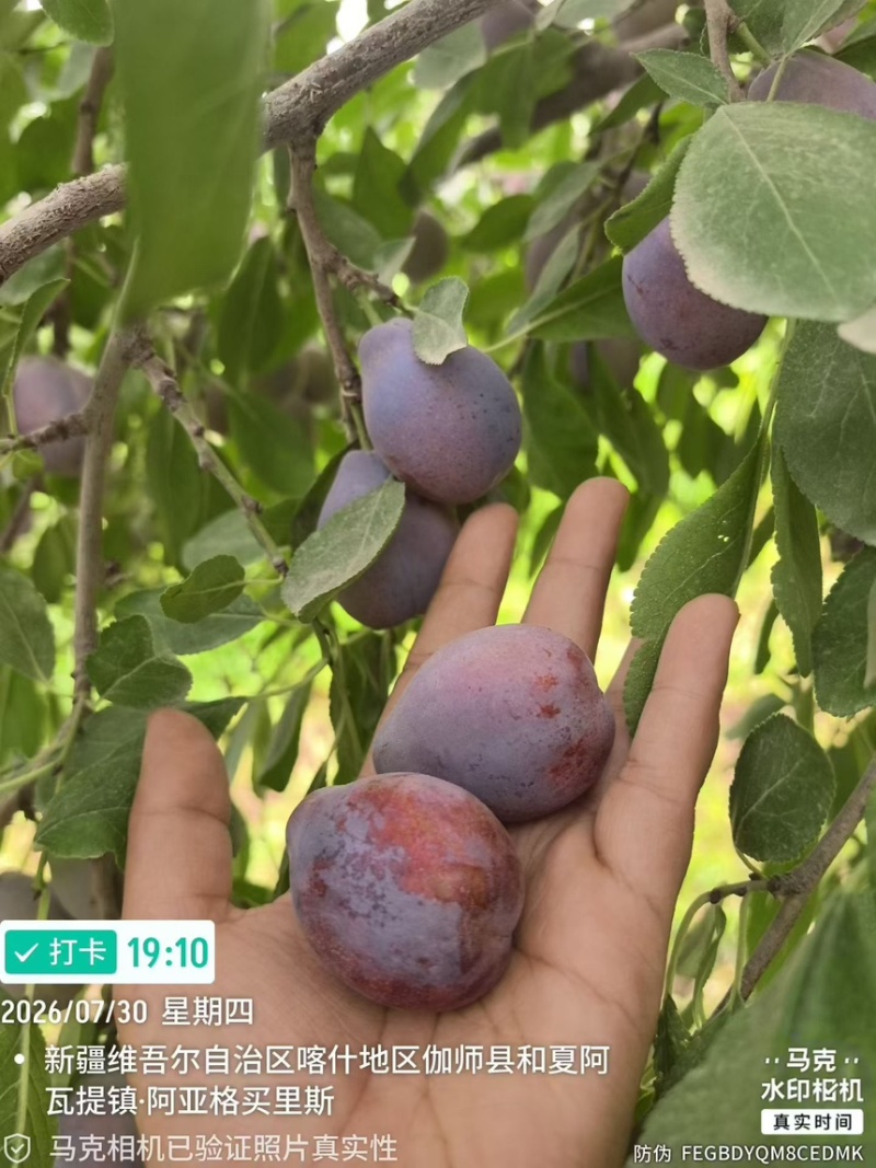 喀什地产直供-伽师法兰西西梅鲜果大宗批发