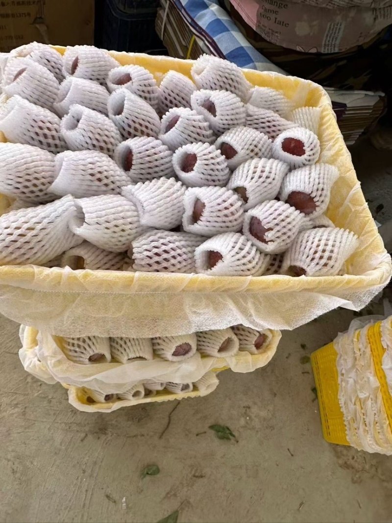 喀什地产直供-伽师法兰西西梅鲜果大宗批发
